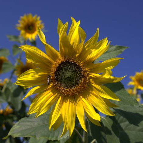 Tournesols (Helianthus annuus) 10 kg Semences à des fins ornementales huile graines, paille