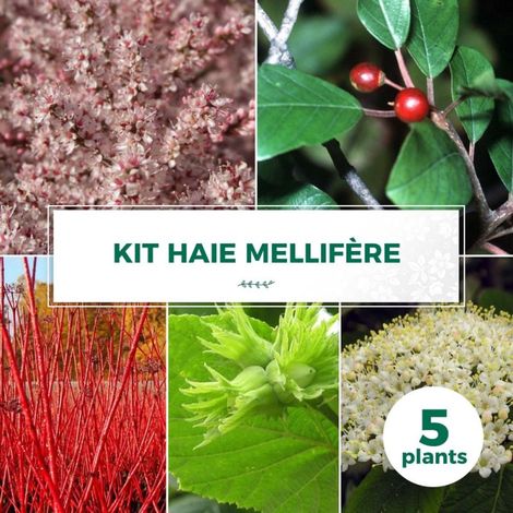 Haie Mellifère - 5 arbustes (1/2)