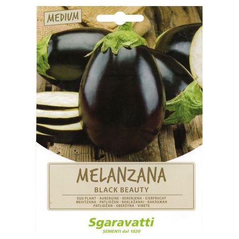 SEMI PER ORTAGGI E VEGETALI melanzana black beauty