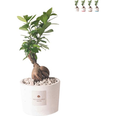 Pianta Paola Rolando bonsai ficus da interno in vaso cementino Flora - Bianco