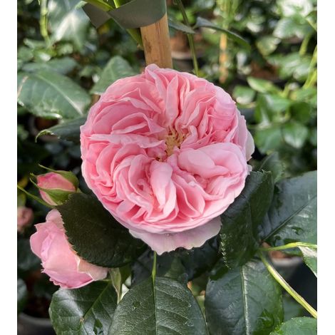 Gardenaria Rosa 'Giardina' - Rosa da giardino - Altezza: 180 cm (vaso 20) (1/5)