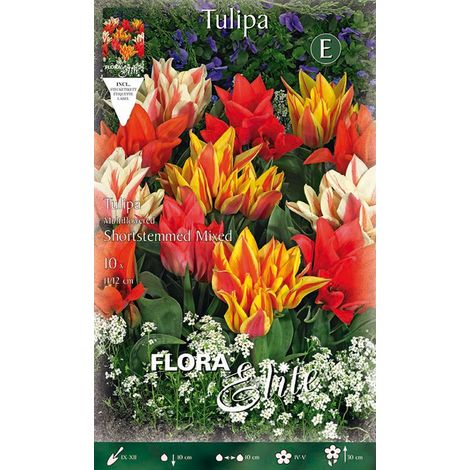 TULIPANO MULTIFIORI MIX DI COLORI CONFEZIONE DA 10 BULBI AUTUNNALI BULBS BULBES
