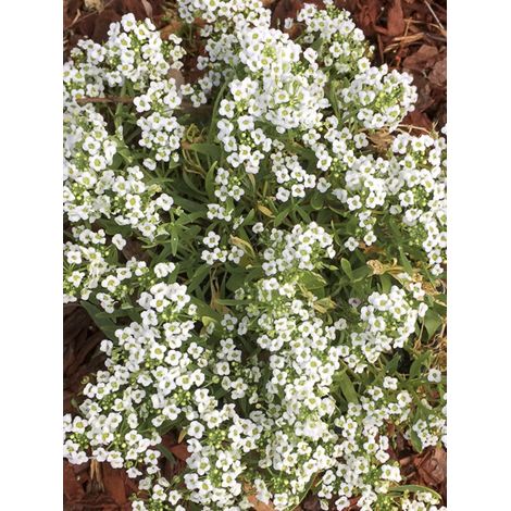 Alysse odorante 'Carpet Of Snow' Sachet de 1g (1/2)