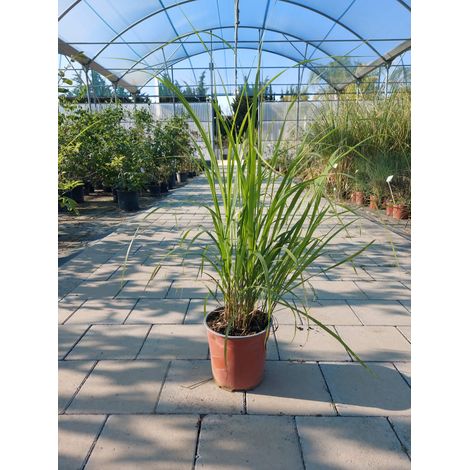 Calamagrostis Brachytrica