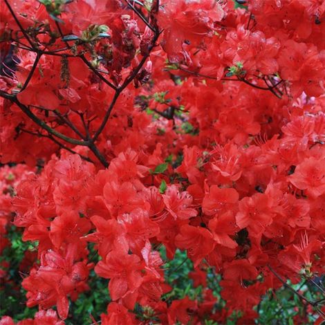 Azalée japonaise - Azalea japonica Stewartstonian Pot de 12L/15L (1/2)