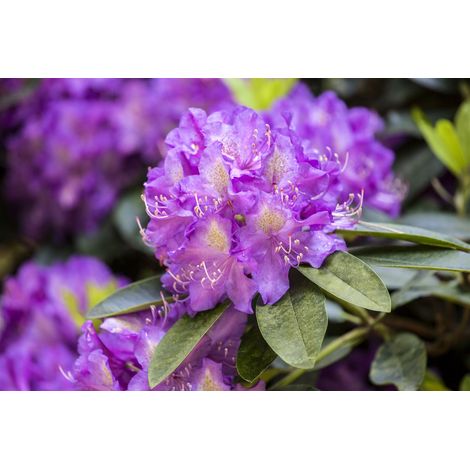 Rhododendron 'Effner' Rhododendron Hybr.'Effner' C 5 30- 40
