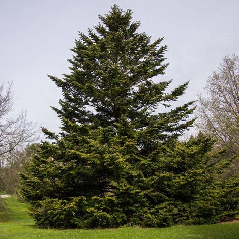 Sapin de Nordmann naturel 2m – Arbre de Noël avec feuillage persistant – Parfum discret – Pour grands jardins et parcs