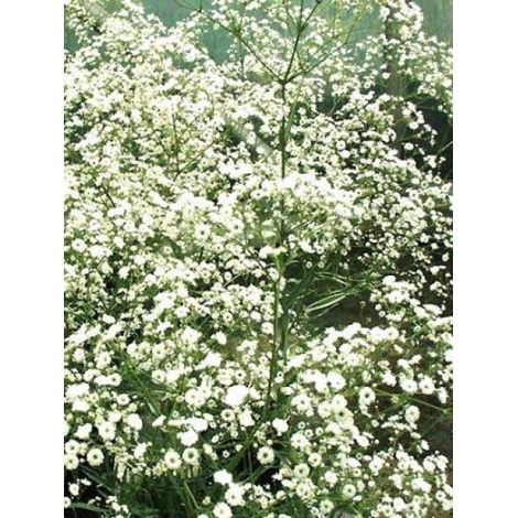 Gypsophile 'Festival White' Godet de 8/9 cm