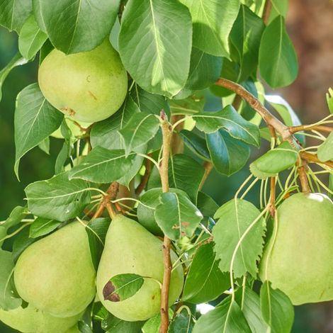Poirier nain Garden Pearl® 'Pyvert'/Pot de 5.7L - 60/80 cm (1/5)