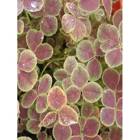 Trèfle incarnat 'Pentaphyllum' Godet de 8/9 cm (1/2)