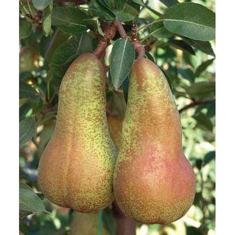 1 plant /tree (approx 1m) - Pero abata (Pyrus communis) pear