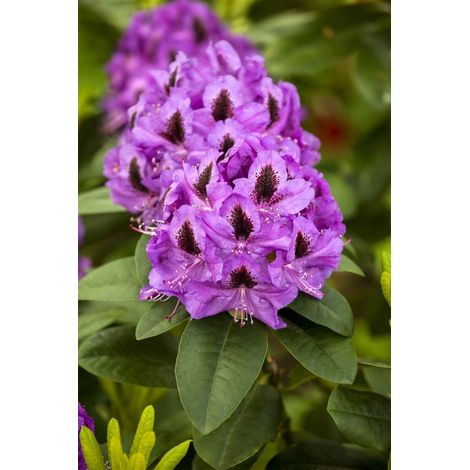 Rhododendron 'Orakel' Rhododendron Hybr.'Orakel' C 5 30- 40