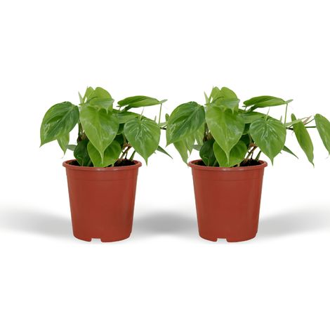 Lot de 2 Philodendron Scandens Plante Verte Retombante Feuilles en Cœur Ø12 cm H15 cm - PANGIVO (1/5)
