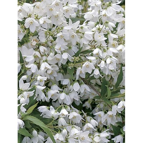 Deutzia 'Yuki Snowflake' Pot de 7,5L/10L (1/4)