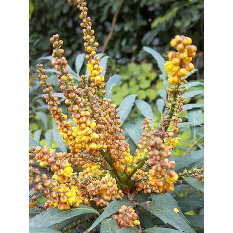 Mahonie 'Volcano' Pot de 2L/3L (1/2)