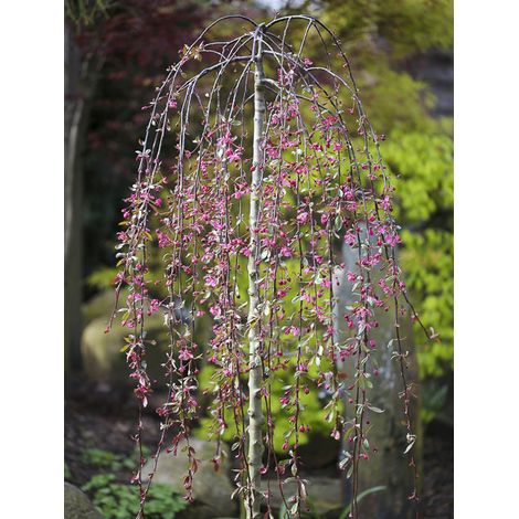 Pommier d'ornement pleureur 'Royal Beauty' Pot de 7,5L/10L, Tige  de 100 cm