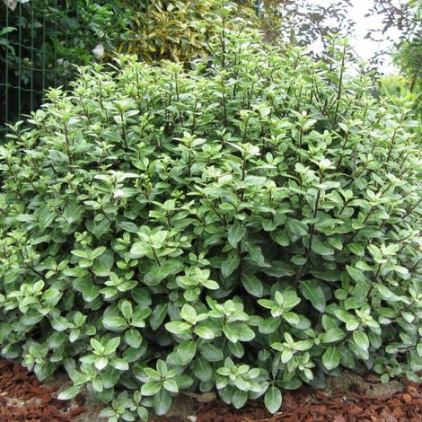 Pittosporum Golf Ball, Pittospore/Pot de 7,5L - 60/80 cm