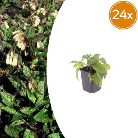 Lot de 24 Symphytum grandiflorum - Plante Couvre-sol Vivace - Fleurs Crème - Pot Ø9cm 10-25cm - PANGIVO (1/5)
