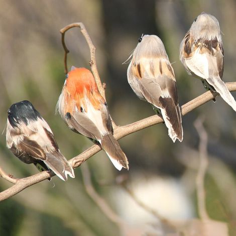 Frühlings- und Osterdekorationen: Vogelimitationen aus Federn, Spatzenfedern, Schaumstoffvögel, Vogelrequisiten, Gartendekorationen (1/5)
