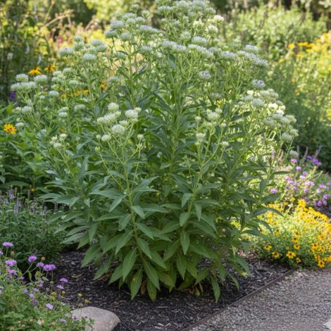 Menthe des montagnes des Appalaches/Lot de 9 godets