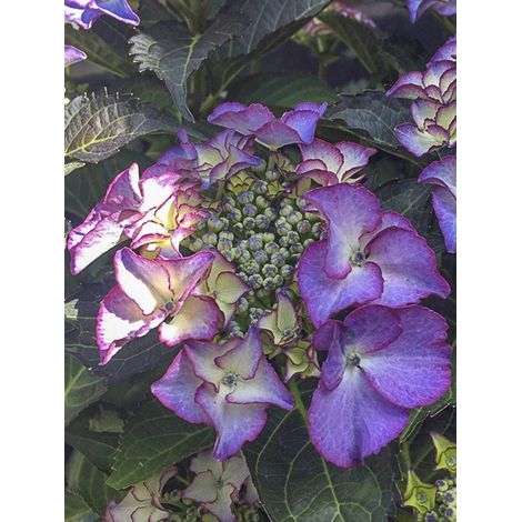 Hortensia 'Tiffany' Pot de 4L/5L