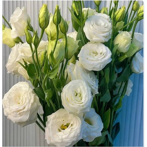 5000 graines de lisianthus blanc - Floraison originale et colorée, facile à cultiver, idéal pour jardin et pots décoratifs (1/3)