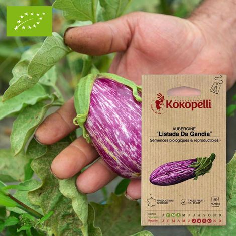 Aubergine Listada Da Gandia- Graines bio à semer (1/2)