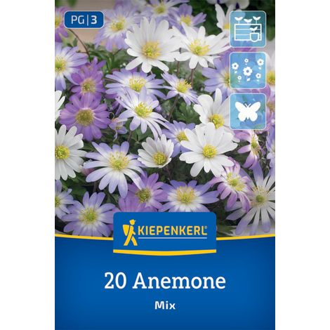 Kiepenkerl Herbstblumenzwiebel Anemonen Anemone blanda Mischung 20 Stück (1/2)
