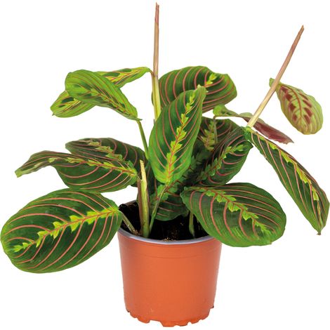Bloomique - Maranta Tricolor - Plante priante - Plante suspendue - Dépolluante - Sans danger pour les animaux - Hauteur 10-20 cm - Pot 12 cm (1/5)