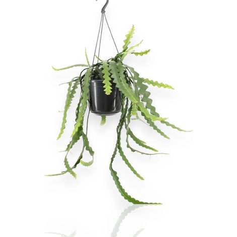 Gardenaria Epiphyllum anthonyanus - Pianta da interno ornamentale - Altezza: 40 cm (vaso 15) (1/5)