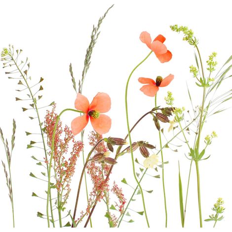 Braun & Company Servietten Motiv Wiesenblume 33 x 33 cm Tischservietten