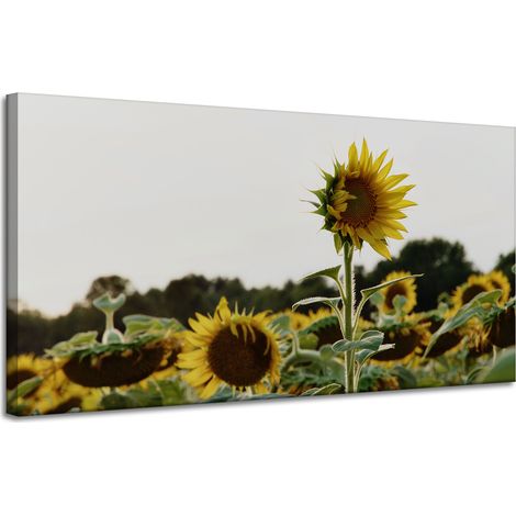 Lienzo impreso Botánica Campo de girasoles 120x60