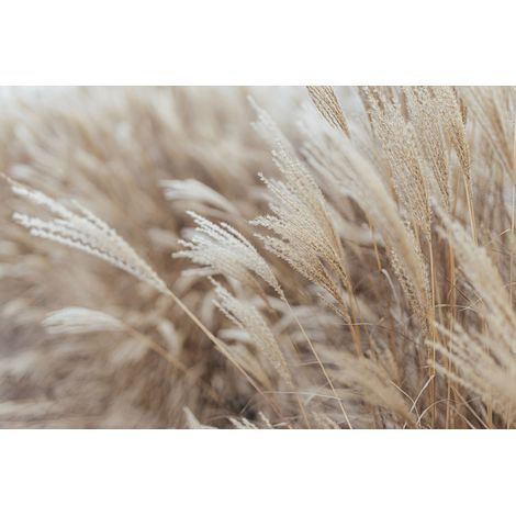 Papier peint panoramique - Pampas - 130 cm x 87 cm (1/2)