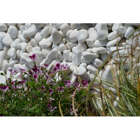 Galet Blanc Brillant 12-24 Pack de 20 M² - 40 sacs - 800 kg (1/5)