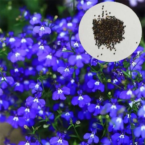 Graines de Thym serpolet rampant bleu, Couvre-sol résistant pour jardin sec – Fleurs mellifères pour abeilles – Parfait pour rocaille, talus, jardin naturel – 10 000 graines (1/4)