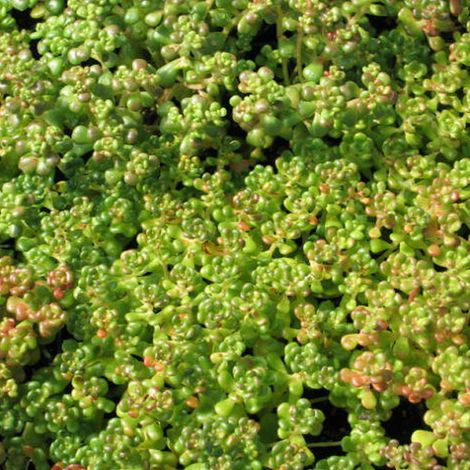 4 x Orpin de l'Oregon - Sedum oreganum  - godet 9x9 cm (1/4)