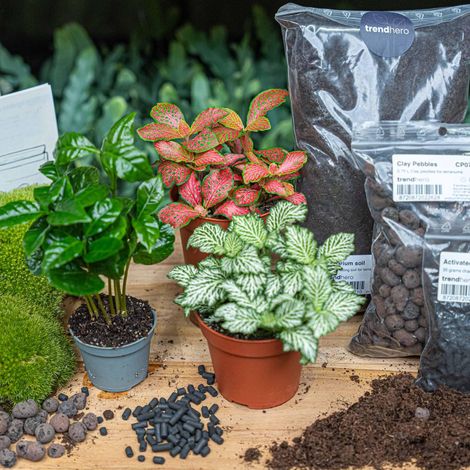Kit DIY Terrarium Plantes Coffea Arabica et Fittonia Recharge Complète pour Contenant 20-30 cm - PANGIVO (1/4)