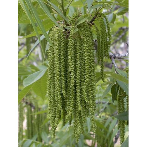 Pacanier, Noyer de pécan 'Delmas' Pot de 6L/7L (1/5)