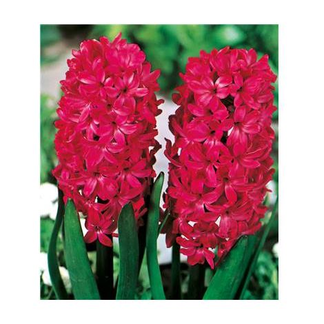 JACINTHE JAN BOS - 3 BULBES
