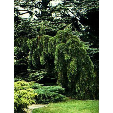 Séquoia géant 'Pendulum' Pot de 4L/5L (1/3)