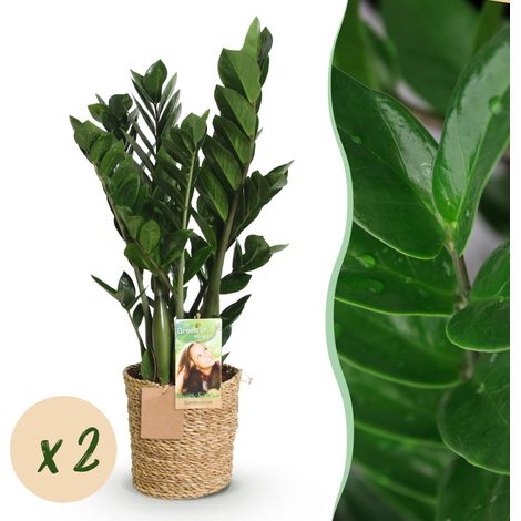 Lot de 2 Zamioculcas Plante ZZ d'Intérieur avec Paniers - Vert - Pot 17 cm - H 65-75 cm - PANGIVO (1/5)