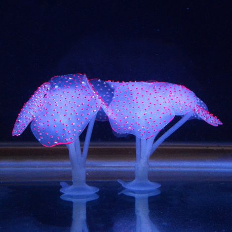Coral Artificiel - Plante Sous-Marine en Silicone pour Aquarium - Décor Aquatique avec Ventouse - Hauteur Max 9 cm - 1 Pièce (1/4)