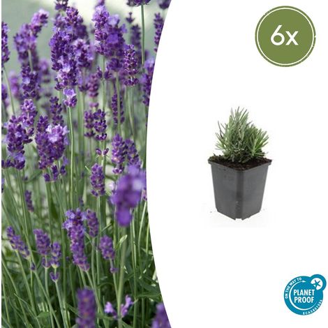 Lot de 6 Lavandes Officinales 'Dwarf Blue' Compactes Parfumées Bleues 10-25 cm Pot Ø9 cm - PANGIVO (1/5)