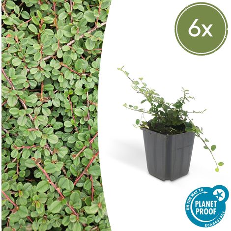 Lot de 6 Cotoneaster prostratus Queen of Carpets Couvre-sol Tapis Dense 10-25 cm Pot Ø 9 cm - PANGIVO (1/5)