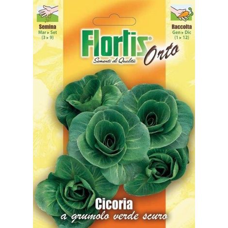 CICORIA A GRUMOLO VERDE SCURO