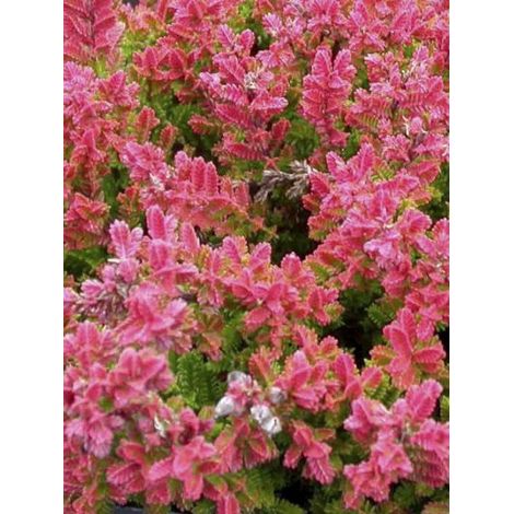 Bruyère commune, Brande 'Wickwar Flame' Pot de 2L/3L (1/4)