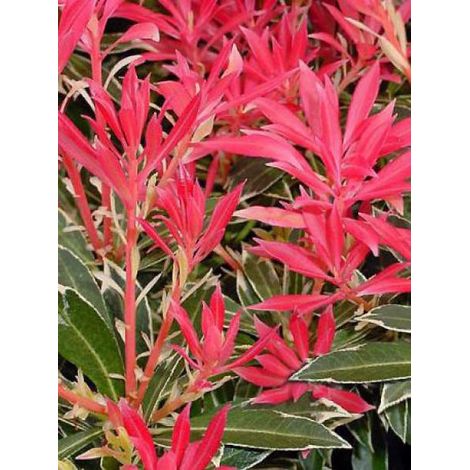 Andromède du Japon 'Flaming Silver' Pot de 2L/3L (1/5)