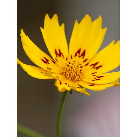 Coréopsis 'Be Bop' le sachet de 150 graines (0,5g) (1/2)