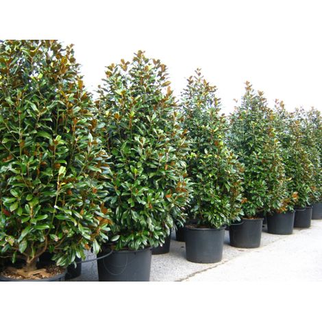 Magnolia grandiflora pianta sempreverde in mastello ø55 cm 2 metri circa (1/5)