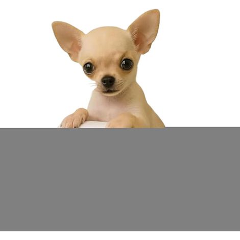 Toilet Paper Holder Dog Toilet Paper Holder Tissue Dispenser (1/3)